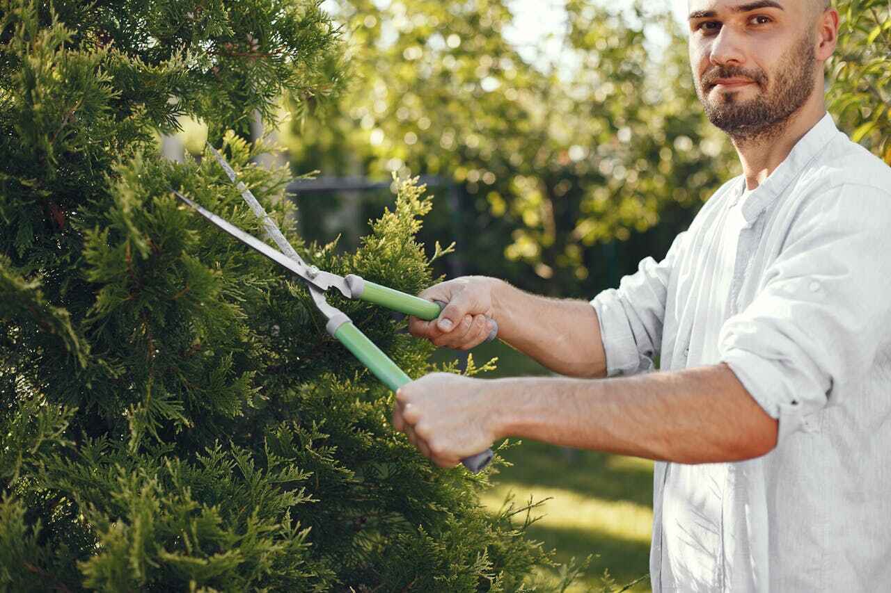 Best Tree Removal Cost  in USA